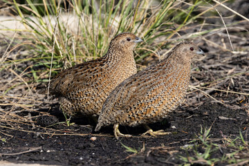 Brown Quails searching for food on ground