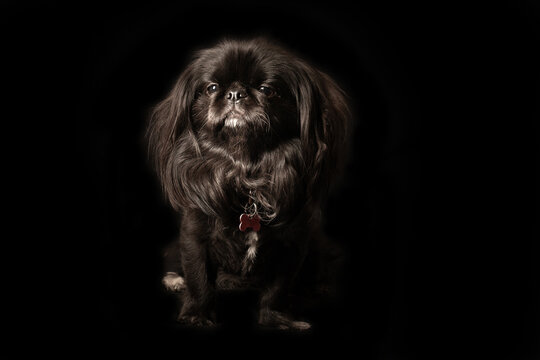 Black Pekingese on black background