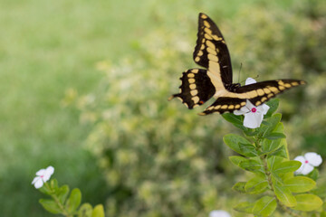 butterfly on a flower