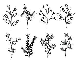 Vector set of botanical elements. Branches with leaves, wildflowers, herbs. Hand-drawn black doodles. Thin lines, contour. Isolated icons on white. Monochrome