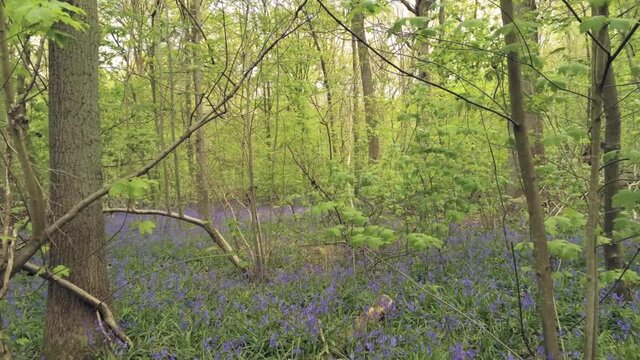 Aerial tracking of wild hyacinth bluebells in the forest woodland