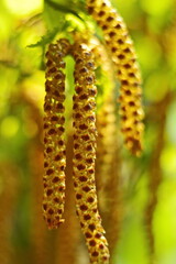 Beautiful spring natural wallpaper. Lot of birch catkins close up on blurred green background with bokeh effect. Vertical frame, selective focus