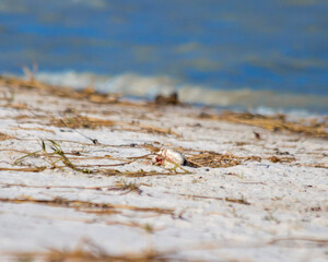 tree on the beach
