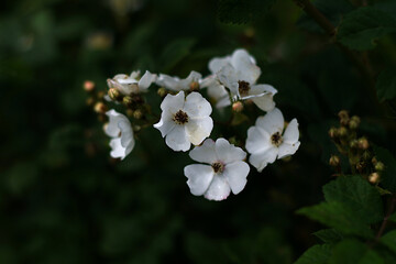 wild rose flowers