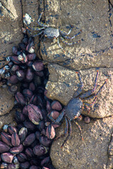 Dos cangrejos sobre una roca