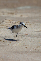 black headed gull
