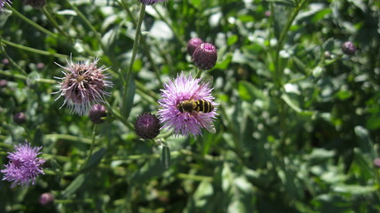 Bee on a clover flower 