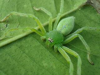 Closeup of green spider on a leaf in the garden - Powered by Adobe