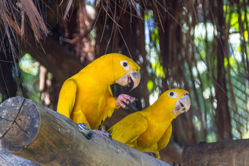 yellow and green bird known as ararajuba on a perch.