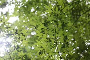 green leaves in the forest