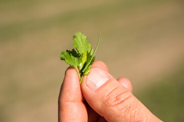 A close up of a sprig of cilantro held in the hand of a Canadian organic farmer.
