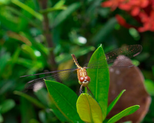 butterfly on a flower