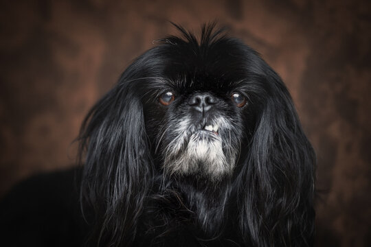 Close up photo of Black pekingese dog in studio