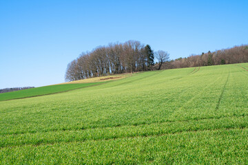 Obraz premium Agriculture field with trees and awesome clear blue sky 
