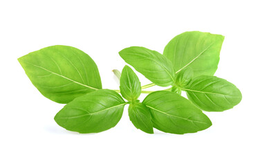 Basil leaves isolated on white background. Basil herb