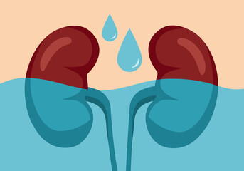 Kidneys with water in flat design. Drink clean water for health concept.