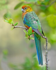 A Female Western Rosella