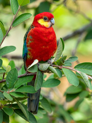 A Male Western Rosella