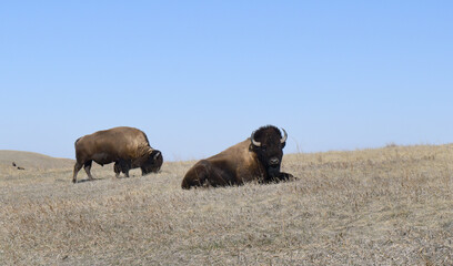 Large bison roaming the grassland.