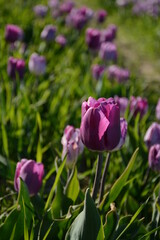 Purple tulips grow in the spring in the field