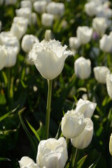 White fringed tulip on a high stalk on a white tulip field
