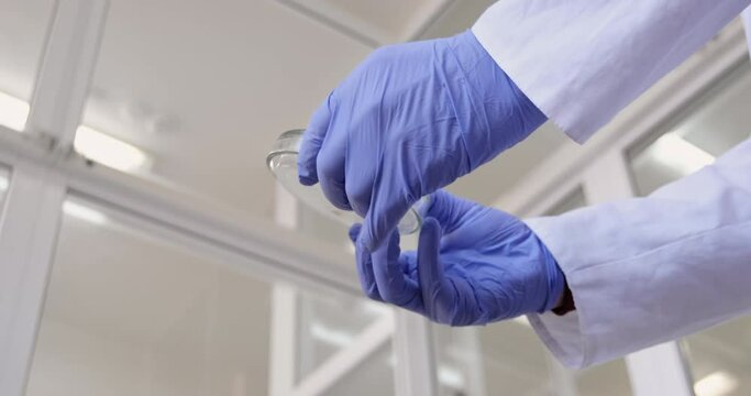 Scientist in blue gloves opens Petri dish and shows Bacillus subtilis colony in spacious researching laboratory close view