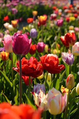 Obraz premium Field of colorful tulips