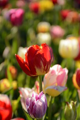 Multicolored tulips close up