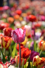 White pink motley tulip on a blurred field background