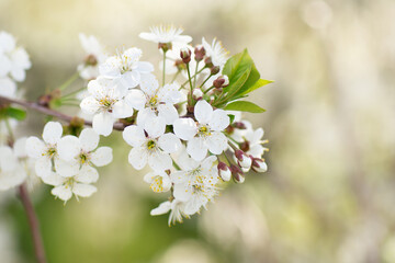 blossom in spring