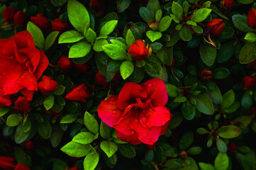 red rose in the garden