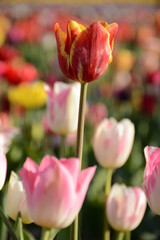  Yellow-red tulip on a blurred field background
