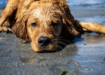 Golden retriever puppy resting on a sandy wet beach in Washington State