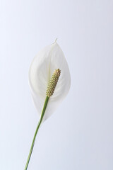 A spathiphyllum, a beautiful large indoor flower