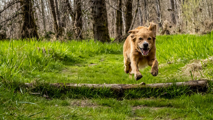 Dog Leaping through the wood.