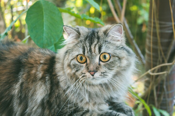 A Persian cat laying down in the garden.