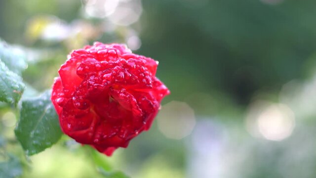 Tokyo,Japan-May 14, 2021: Closeup of red roses -- Breed Fruite -- after the rain in the morning