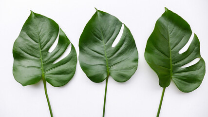 Big tropical leaves in white background / Monstera Leaf  / Large green leaf, popular choice as decor in flower arrangement