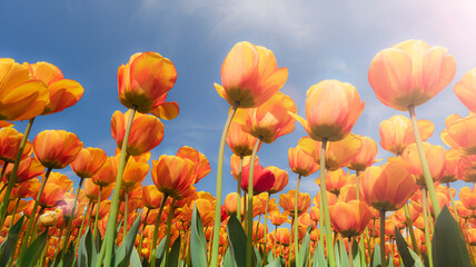 Orange tulips against the sky.