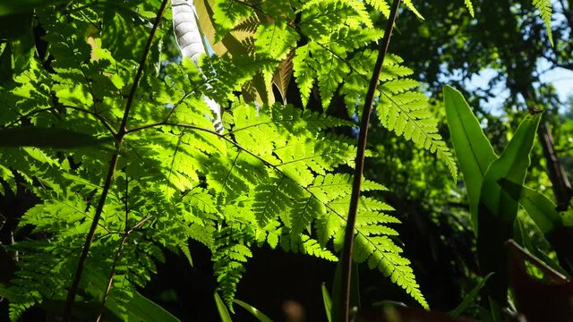 Underside of fern leaf with sunlight