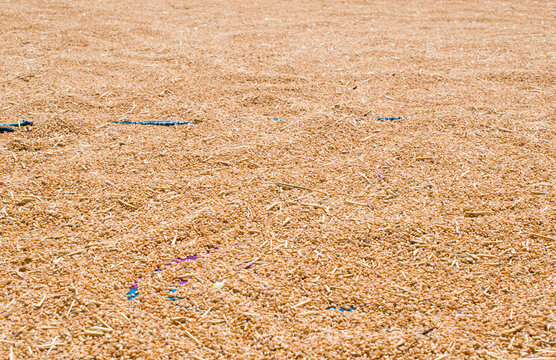 wheat seeds put in open sunlight to dry them after harvesting