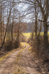 Path in autumn forest with sunny weather