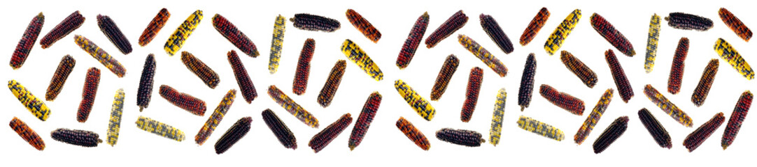 Corn banner. Multicolored corn cob pattern.Corn cobs isolated on white background. Vegetable banner. Organic pure farm corn.