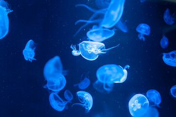 Naklejka na ściany i meble closed up of beautiful moon jellyfish