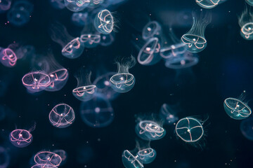 closed up of beautiful amakusa jellyfish