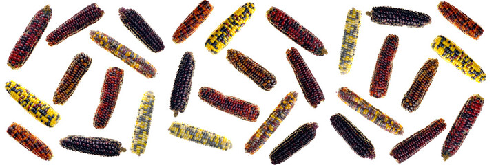 Corn banner. Multicolored corn cob pattern.Corn cobs isolated on white background. Vegetable banner. Organic pure  corn.