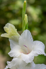Gladiolus grandiflorus alba white big large flowers in bloom on tall stem, beautiful ornamental flowering bulbous plants
