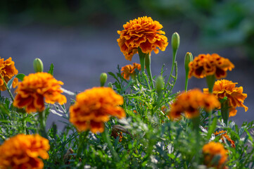 Tagetes patula french marigold bright yellow orange red flowering plant, ornamental petal safari scarlet flowers in bloom