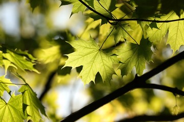 Spring maple leaves on a twig in the forest