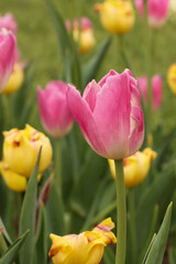 Beautiful tulips in the tulip garden.